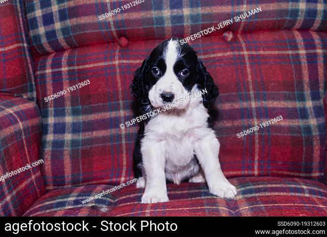 An English springer spaniel puppy dog sitting on a plaid sofa