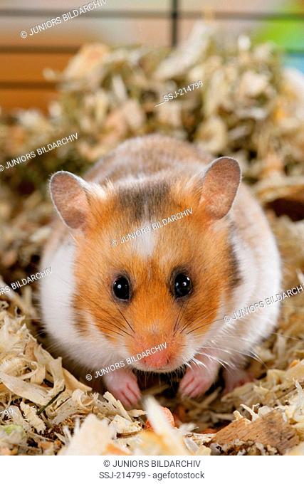 Golden Hamster, Pet Hamster (Mesocricetus auratus). Adult in wood shavings. Germany