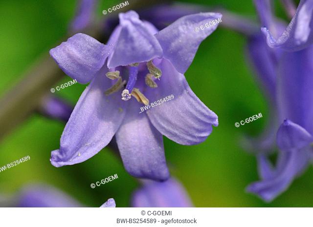 Hybrid Bluebell Hyacinthoides x massartiana, Hyacinthoides x variabilis, Hyacinthoides hispanica x Hyacinthoides non-scripta, flower