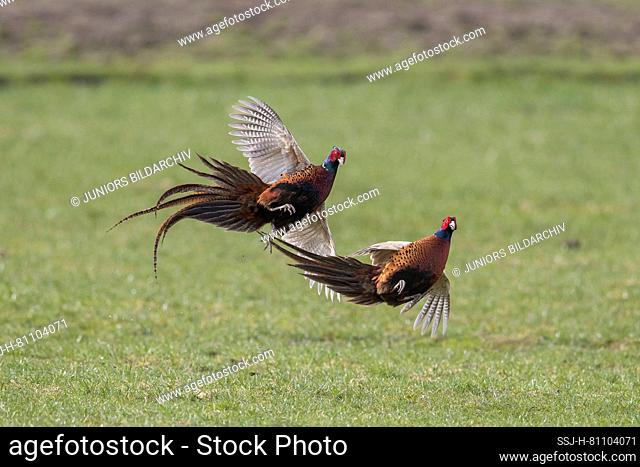 Pheasant, Common Pheasant (Phasianus colchicus). Two cock birds fighting. Germany