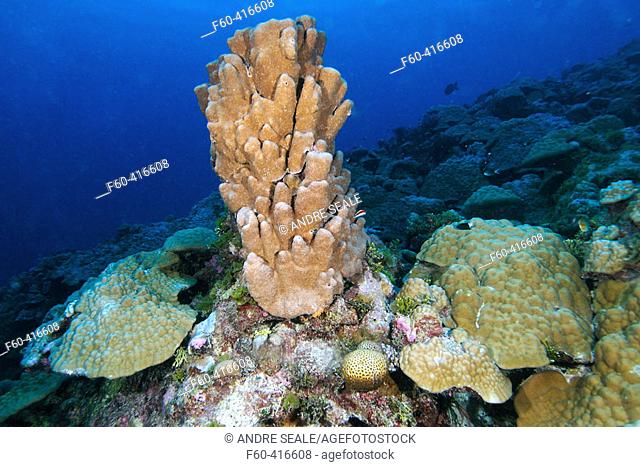 Hard coral (Porites spp.). Namu atoll, Marshall Islands (North Pacific)