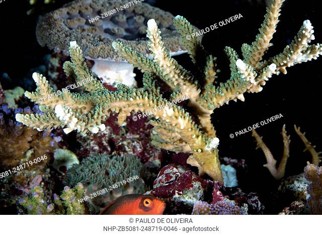 Acropora sp., Table coral, Elkhorn coral or Staghorn coral. Photographed in aquarium with visible light. Portugal