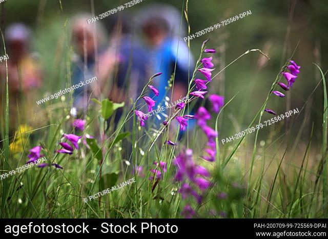 08 July 2020, Bavaria, Königsbrunn: Walkers walk in the Königsbrunner Heide behind blooming swamp gladiolas. Over 400, 000 specimens bloom here every year in...