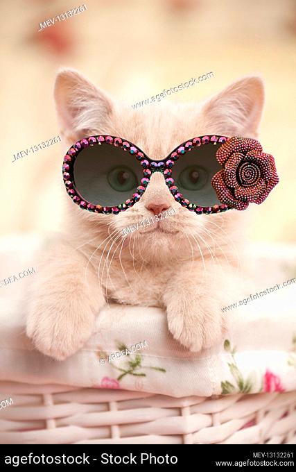 Cat - British shorthair kitten wearing sunglasses