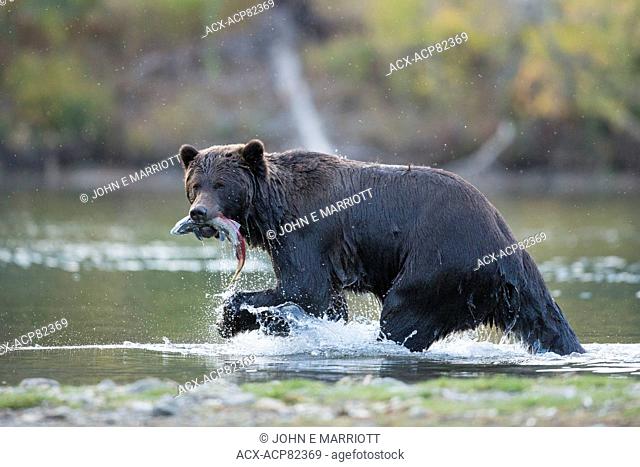 Grizzly bear, Chilcotin, BC