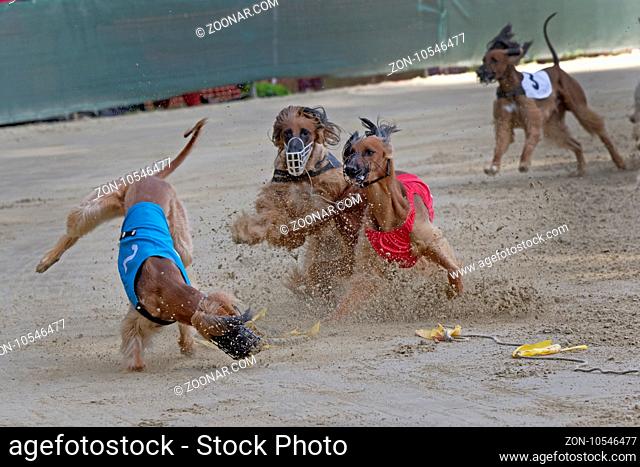 Windhundrennen, EM 2015 Hünstetten, Deutschland, Europa / Greyhound racing, EM 2015 Hünstetten , Germany, Europe