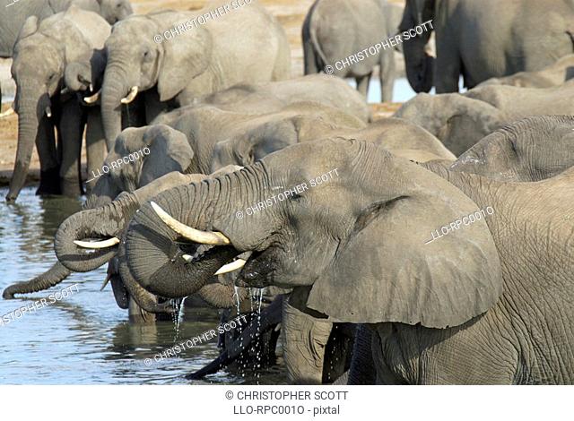 African elephants Loxodonta africana drinking at Nyamandhlovu pan. Nyamandhlovu pan, Hwange National Park, Matabeleland, Zimababwe, Southern Africa