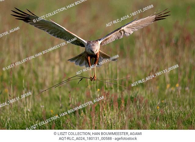 Western Marsh Harrier flying with branch, Western Marsh Harrier, Circus aeruginosus