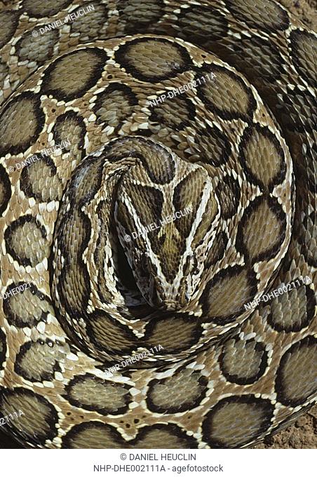 RUSSELL'S VIPER coiled Vipera russellii