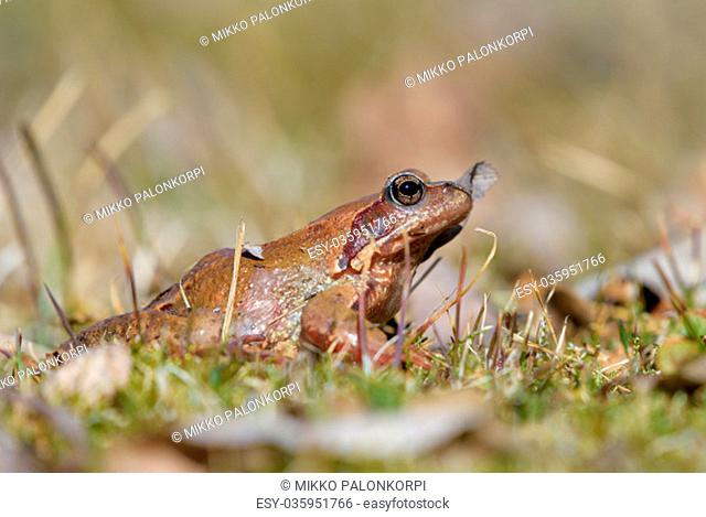Close-up of a brown frog in a grass lawn with pine needles and a dry leaf on sunny spring afternoon in Southern Finland