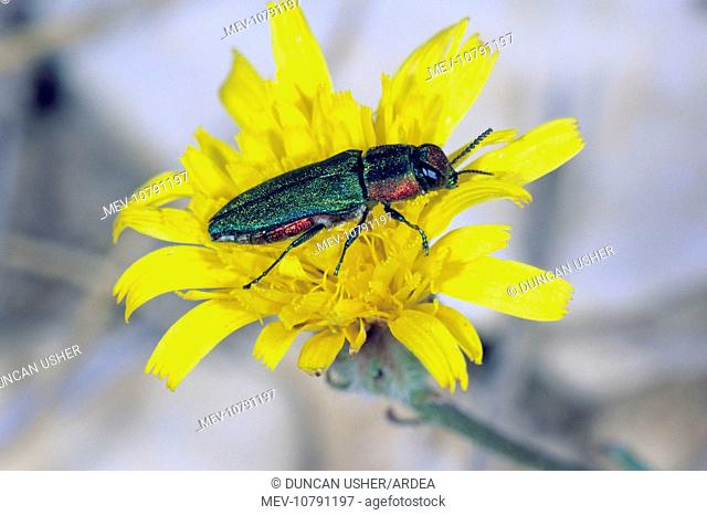 Jewel Beetle - female on flower (Anthaxia nitidula)