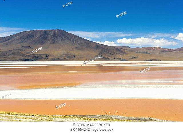 Laguna Colorada, Red Lagoon, Altiplano shallow salt lake, Potosi, Bolivia, South America
