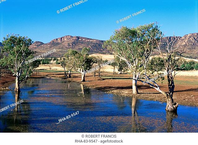 Gum trees in a billabong at Rawnsley, and southwest escarpment of Wilpena Pound, Flinders Ranges National Park, South Australia, Australia, Pacific