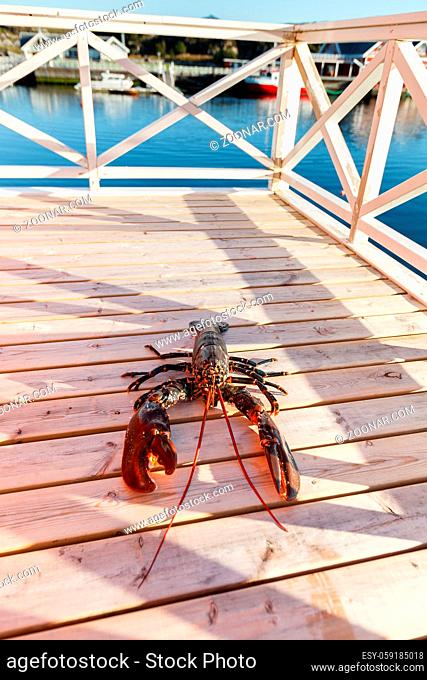 fresh lobster lying on sundeck. outside shot in Norway. copy space