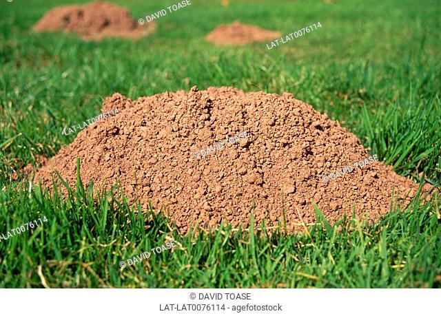 A mole hill is a pile of loose earth on grass made by a burrowing mammal, the mole