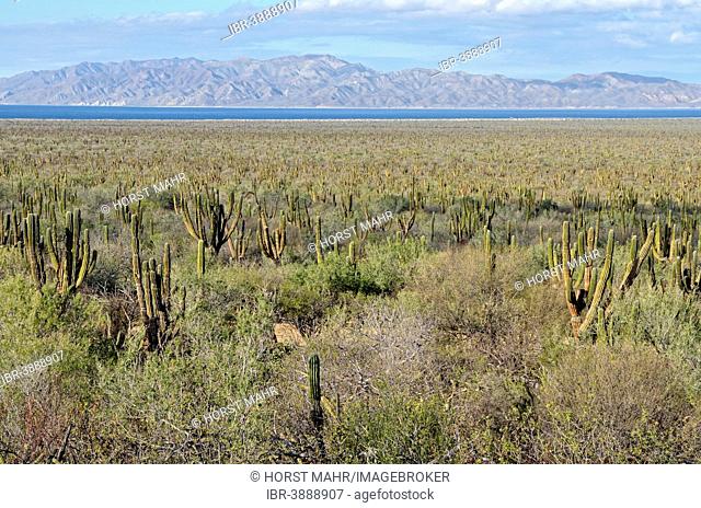 Cacti steppe with Cardon cacti, or Candelabra cacti, plain near Los Planes with Cerralvo island, Baja California Sur, Mexico