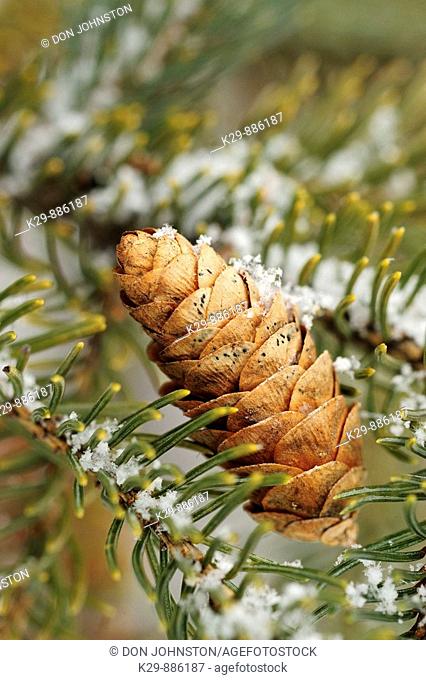 White spruce Picea glauca Light snow on cone in tree