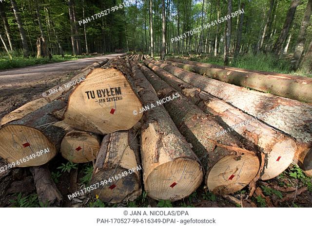 A Greenpeace campaign has left many logged trees with spray painted slogans in a bid to protest the ongoing large-scale logging in the Bialowieza Forest Natural...