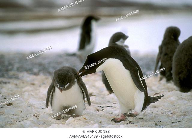 Adelie Penguin (Pygoscelis adeliae) feeds Chick, Cape Adare, Ross Sea, Antarctia