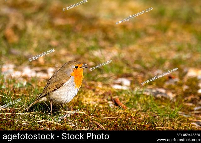 Singing robin sitting in moss and grass on the ground, copy space on top and right side, Jomfruland in Norway