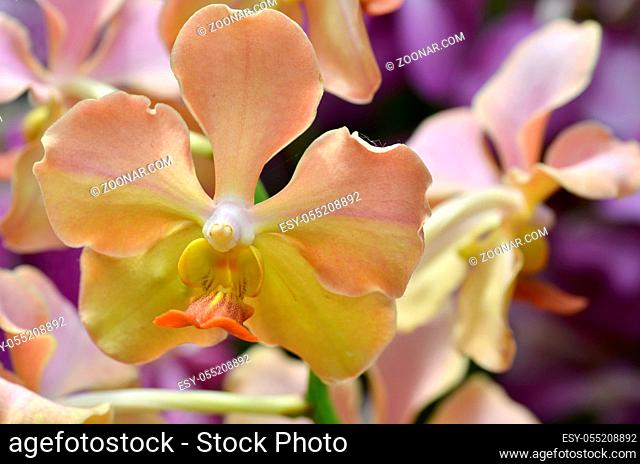 Beautiful purple orchid - phalaenopsis. Bouquet of flowers orchids