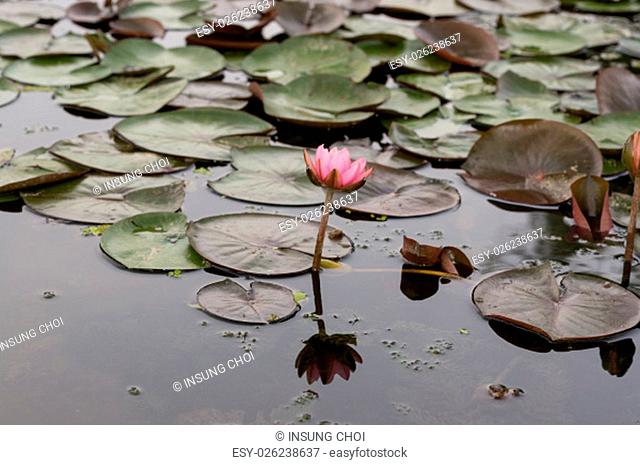 Water lily growing on a pond in Buyeo South Korea