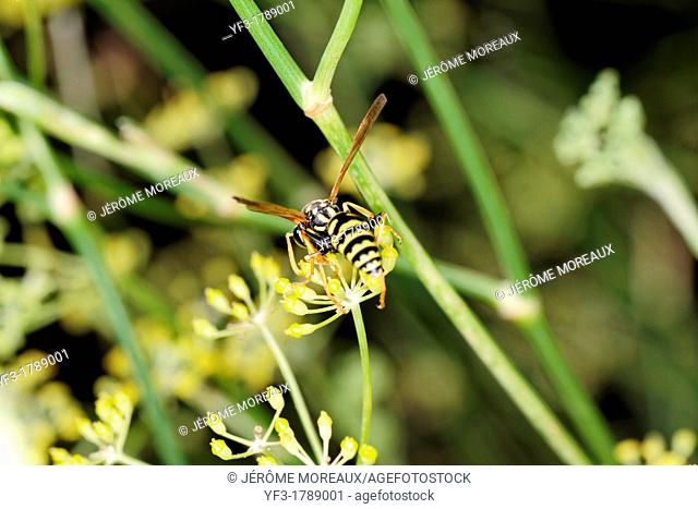 Wasp on Fennel, South of France, Vespula vulgaris