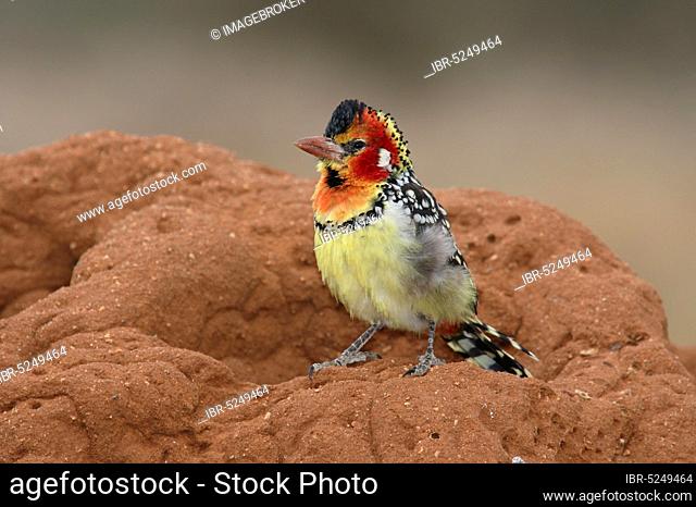 Red-and-Yellow Barbet (Trachyphonus erythrocephalus), Kenya, Africa