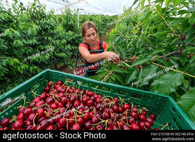 24 June 2021, Saxony-Anhalt, Aseleben: In a plantation, harvest helper Gabriela picks sweet cherries at Obsthof Am Süßen See