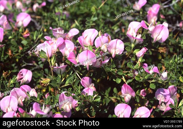 Spiny restharrow (Ononis spinosa) is a medicinal shrub native to Europe, Asia and northern Africa. This photo was taken in Cap de Creus, Girona, Catalonia