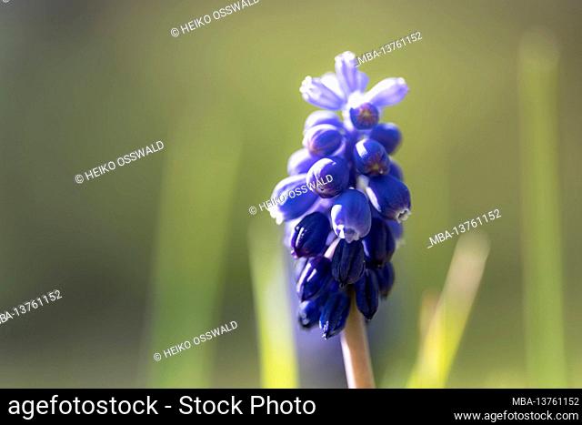 Grape hyacinth, muscari, blossom, Black Forest, Baden-Wuerttemberg, Germany, Europe