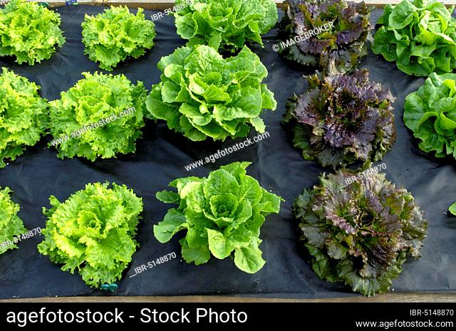 Mulch lettuce with mulch film (Lactuca sativa var. crispa) Looseleafs Mulch