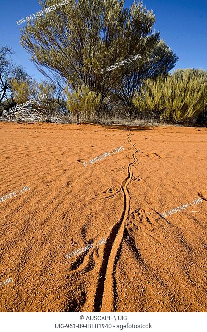Gould's goanna, Varanus gouldii, tracks in red sand, Northern Goldfields region, Western Australia, Australia. (Photo by: Auscape/UIG)