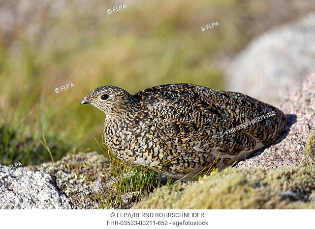 Rock Ptarmigan (Lagopus muta) adult female, summer plumage, standing on moorland, Cairngorms N.P., Highlands, Scotland, July