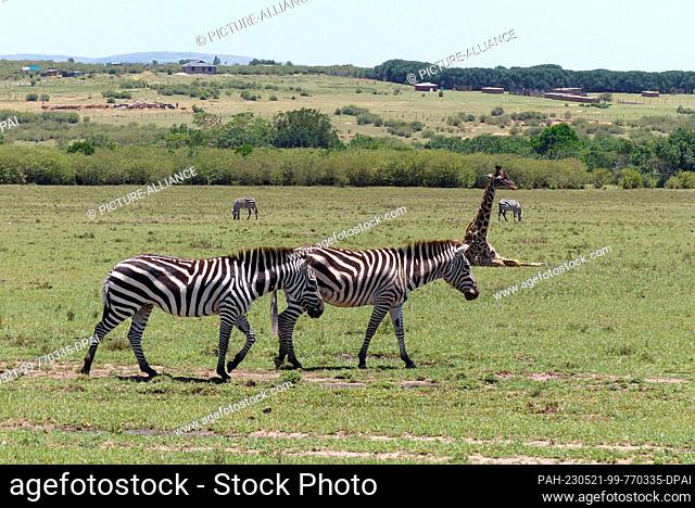 06 March 2023, Kenya, Masai Mara: Zebra herd and Maasai giraffe Photo: David Renke/dpa. - Masai Mara/Masai Mara/Kenya