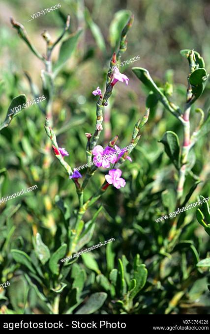 Salado (Limoniastrum monopetalum) is an halophyte shrub native to northwestern Africa and southwestern Spain and naturalized in Delta del Ebro