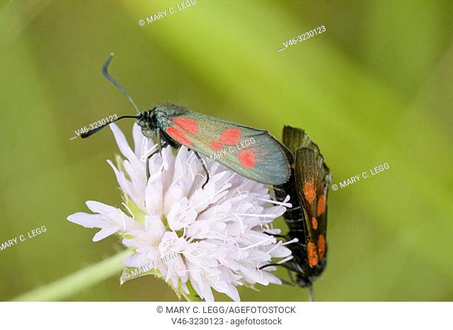 Narrow-bordered Five-spot Burnet, Zygaena lonicerae. A large blackish moth with five distinct red spots. Diurnal. Day-flyer