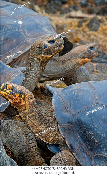 Galapagos tortoise, Galapagos giant tortoise, porteri (Chelonodis nigra porteri, Geochelone elephantopus porteri, Geochelone nigra porteri