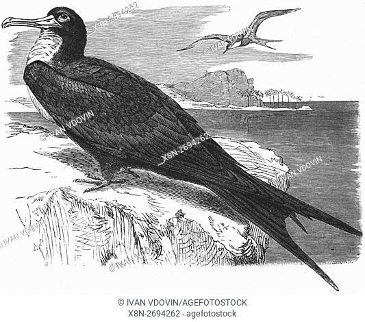 Ascension frigatebird, Fregata aquila, illustration from book dated 1904