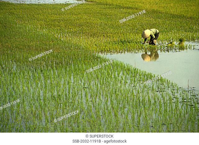 Rice Fields Thanh Hoa Vietnam
