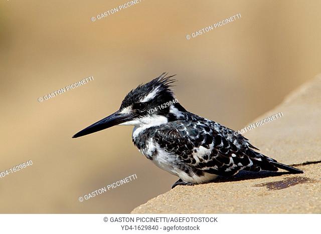 Pied Kingfisher Ceryle rudis, fishing, Kruger National Park, South Africa