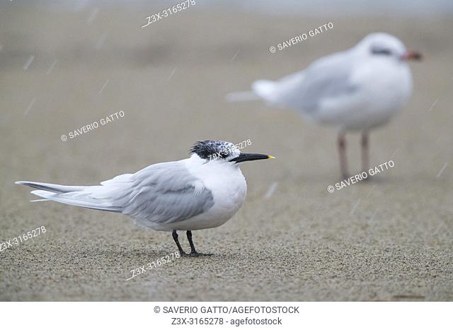 Sandwich Tern (Thalasseus sandvicensis), adult resting on a beach together with a Mediterranean gull