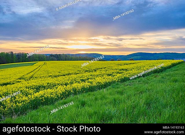 Rape field, sunrise, spring, Spessart, Bavaria, Germany
