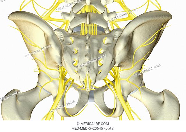 The nerves of the pelvis