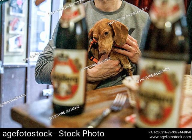 16 February 2020, Berlin: A visitor keeps his dog in the guest room of the bar ""Posh Teckel Bar"" during the big dachshund weekend