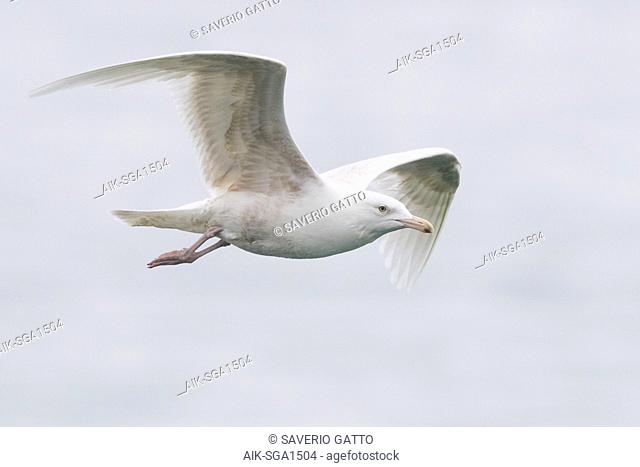 Glaucous Gull (Larus hyperboreus leucerectes), immature in flight