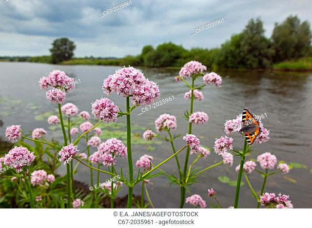 Marsh Valerian Valeriana dioica and Small Tortoishell Butterfly on the River Yare Norfolk