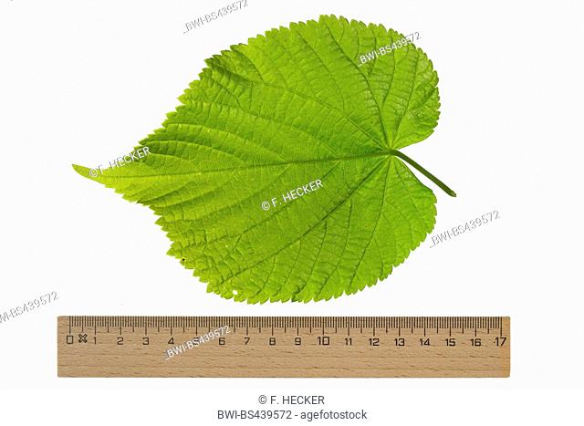 large-leaved lime, lime tree (Tilia platyphyllos), lime leaf, lower side, cutout, ruler