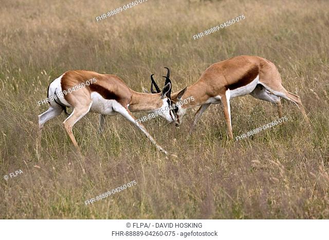 two male springbok fighting