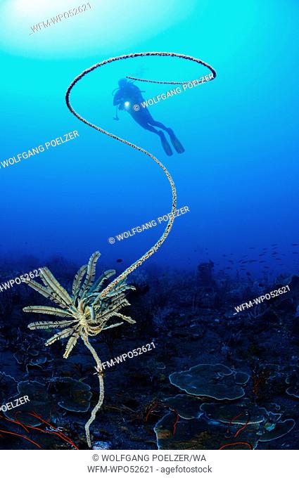Wire Coral with Feather Star and Scuba Diver, Stichopathes sp., Bali, Indonesia